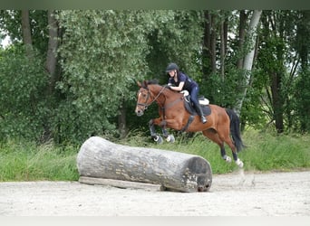 Hanovrien, Hongre, 15 Ans, 168 cm, Bai