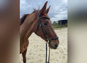 Hanovrien, Hongre, 15 Ans, 175 cm, Alezan