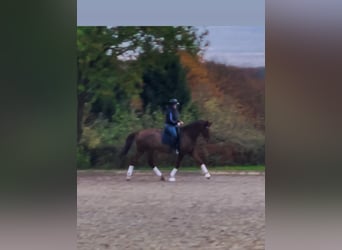 Hanovrien, Hongre, 15 Ans, 175 cm, Alezan