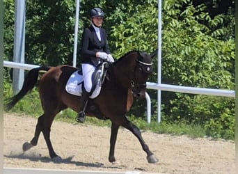 Hanovrien, Hongre, 15 Ans, Bai brun foncé