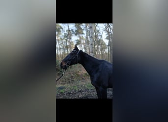 Hanovrien Croisé, Hongre, 16 Ans, 163 cm, Bai brun