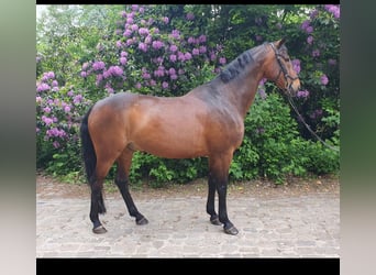 Hanovrien, Hongre, 16 Ans, 167 cm, Bai