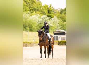 Hanovrien, Hongre, 16 Ans, 174 cm, Bai brun