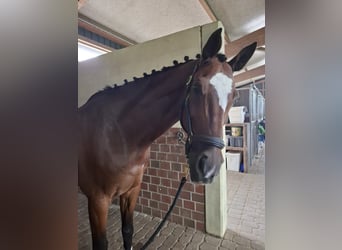 Hanovrien, Hongre, 16 Ans, 180 cm, Bai