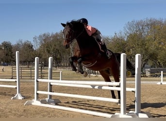 Hanovrien, Hongre, 17 Ans, 168 cm, Bai cerise