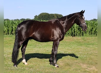 Hanovrien, Hongre, 17 Ans, 168 cm, Noir