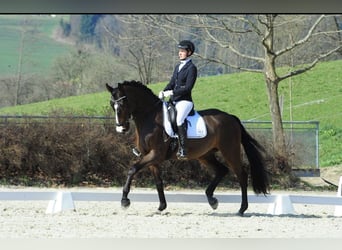 Hanovrien, Hongre, 17 Ans, 169 cm, Bai brun