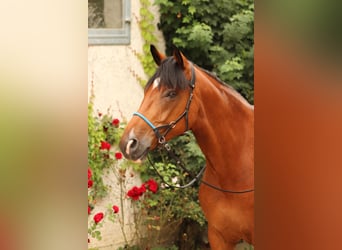 Hanovrien, Hongre, 17 Ans, 170 cm, Bai clair
