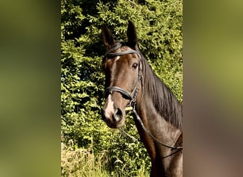 Hanovrien, Hongre, 17 Ans, 172 cm, Bai brun