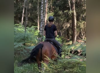 Hanovrien, Hongre, 18 Ans, 166 cm, Bai