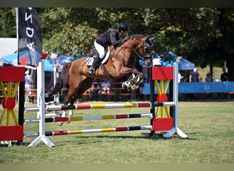 Hanovrien, Hongre, 18 Ans, 176 cm, Alezan brûlé