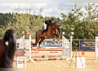 Hanovrien, Hongre, 18 Ans, 176 cm, Alezan brûlé