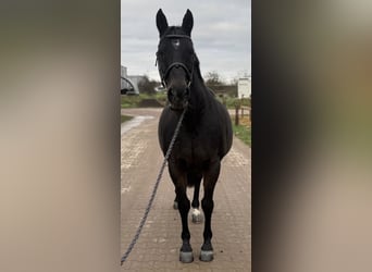 Hanovrien, Hongre, 19 Ans, 165 cm, Bai brun