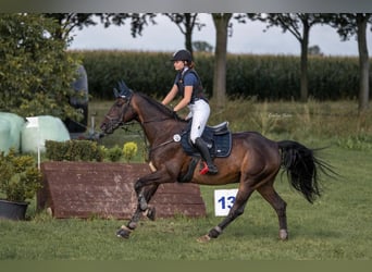 Hanovrien, Hongre, 19 Ans, 165 cm, Bai brun