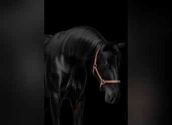 Hanovrien, Hongre, 1 Année, 170 cm, Noir