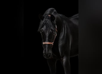 Hanovrien, Hongre, 1 Année, 170 cm, Noir