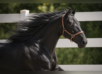 Hanovrien, Hongre, 1 Année, 170 cm, Noir