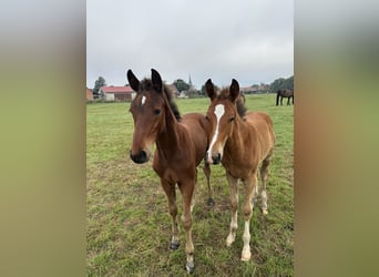 Hanovrien, Hongre, 1 Année, Bai brun