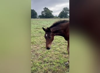 Hanovrien, Hongre, 1 Année, Bai brun