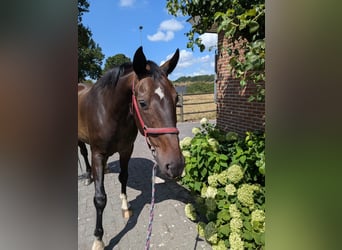 Hanovrien, Hongre, 20 Ans, 170 cm, Bai brun