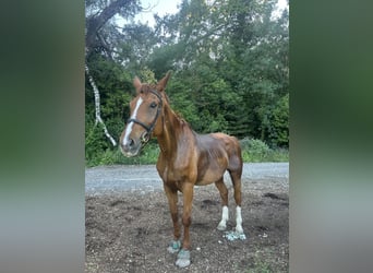 Hanovrien, Hongre, 20 Ans, 180 cm, Alezan