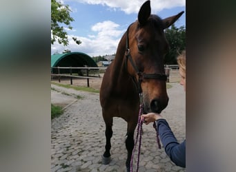 Hanovrien, Hongre, 22 Ans, 172 cm, Bai