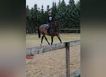Hanovrien, Hongre, 22 Ans, 172 cm, Bai