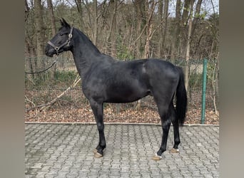 Hanovrien, Hongre, 2 Ans, 162 cm, Bai brun