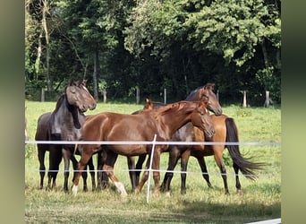 Hanovrien, Hongre, 2 Ans, 164 cm, Alezan brûlé