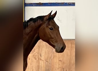 Hanovrien, Hongre, 2 Ans, 166 cm, Bai