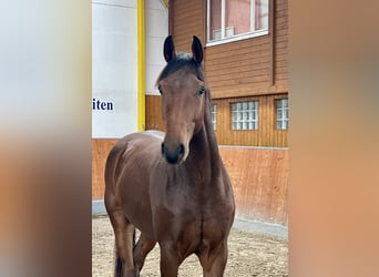 Hanovrien, Hongre, 2 Ans, 166 cm, Bai