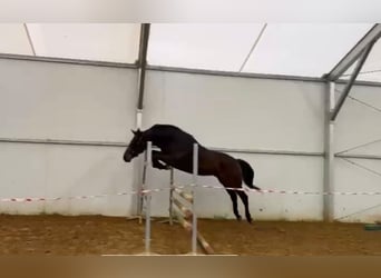 Hanovrien, Hongre, 2 Ans, 167 cm, Bai cerise