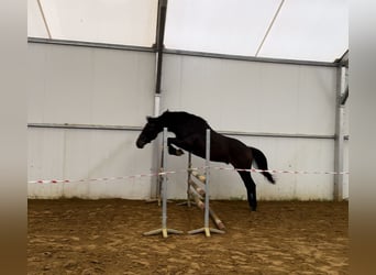 Hanovrien, Hongre, 2 Ans, 167 cm, Bai cerise