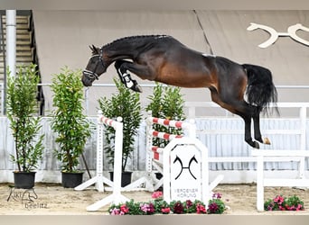 Hanovrien, Hongre, 2 Ans, 168 cm, Bai Hanovrien, Hongre, 2 Ans, 168 cm, Bai