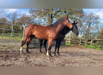 Hanovrien, Hongre, 2 Ans, 168 cm, Bai