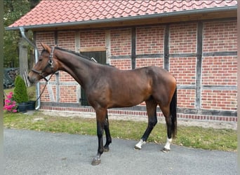 Hanovrien, Hongre, 2 Ans, 170 cm, Bai brun