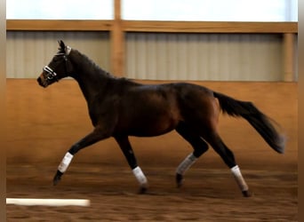Hanovrien, Hongre, 2 Ans, 170 cm, Bai