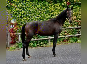 Hanovrien, Hongre, 2 Ans, 171 cm, Bai brun