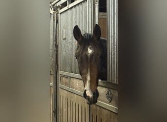 Hanovrien, Hongre, 2 Ans, 172 cm, Bai