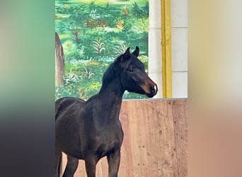 Hanovrien, Hongre, 2 Ans, Bai brun