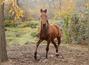 Hanovrien, Hongre, 2 Ans, Bai