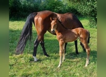 Hanovrien, Hongre, 2 Ans, Bai
