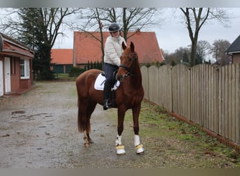 Hanovrien, Hongre, 3 Ans, 155 cm, Alezan