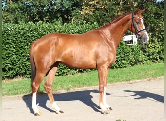 Hanovrien, Hongre, 3 Ans, 160 cm, Alezan