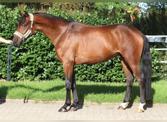 Hanovrien, Hongre, 3 Ans, 162 cm, Bai