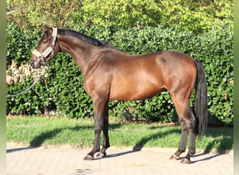 Hanovrien, Hongre, 3 Ans, 162 cm, Bai