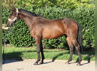 Hanovrien, Hongre, 3 Ans, 162 cm, Bai