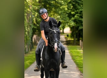 Hanovrien, Hongre, 3 Ans, 162 cm, Noir