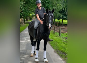 Hanovrien, Hongre, 3 Ans, 162 cm, Noir