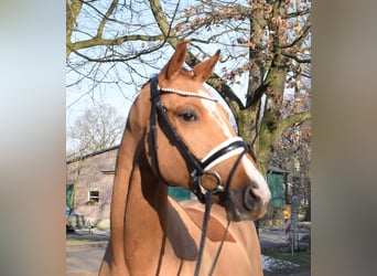 Hanovrien, Hongre, 3 Ans, 163 cm, Alezan